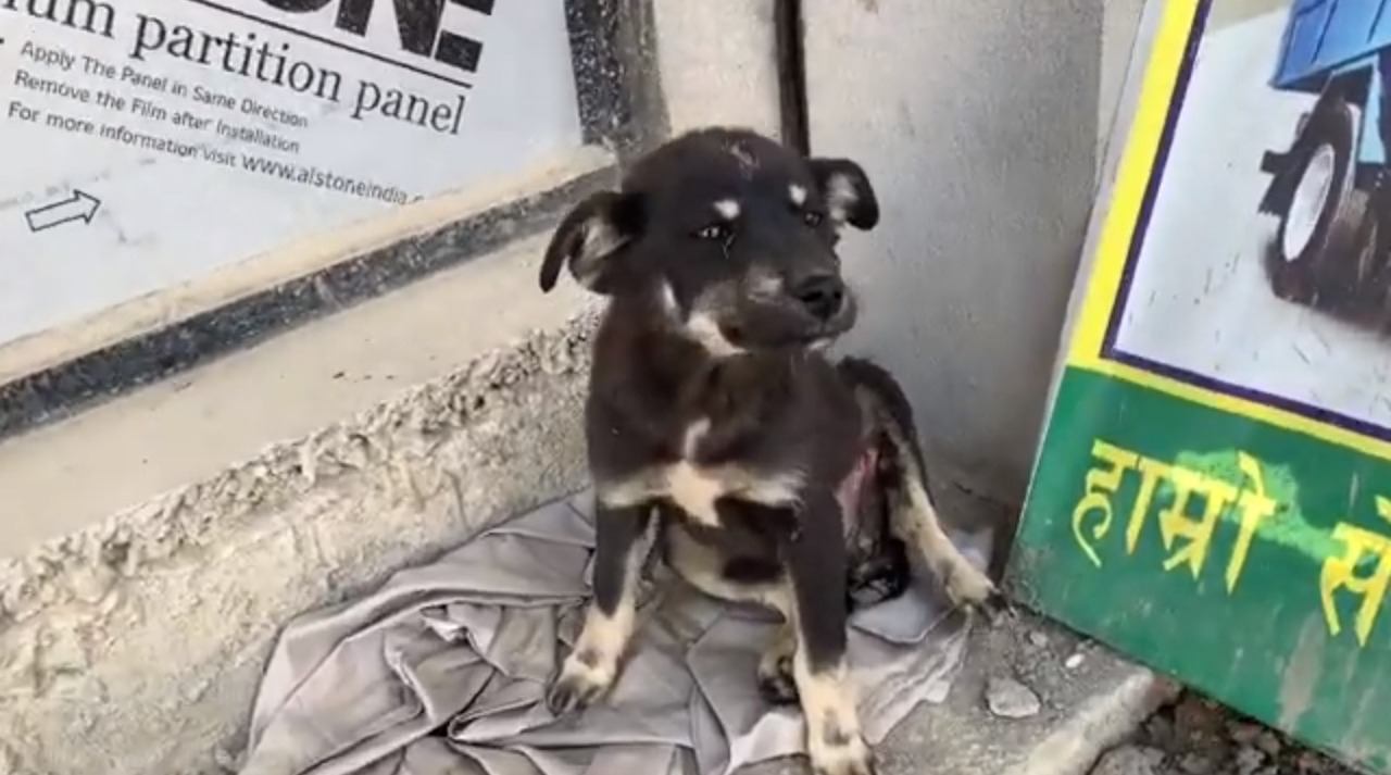 交通事故で傷を負った子犬を発見…この小さな命を救いたい！