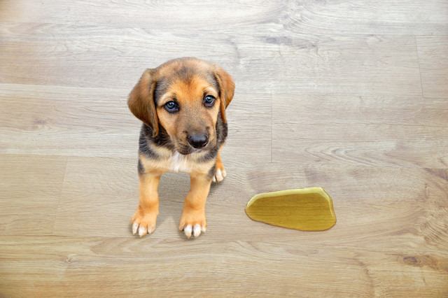 犬がトイレを失敗しない方法！失敗する理由から覚えさせ方まで