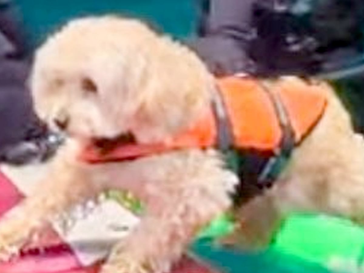 犬がボードを乗り継ごうとした結果→まさかのピンチに…必死に頑張る光景が可愛すぎると9万いいね集まる「一生懸命で偉い」「とても良い」の声