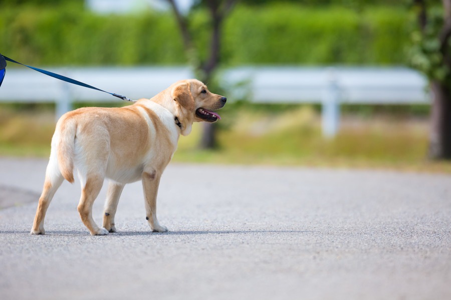 犬が怖がる「散歩中に聞こえる音」5選