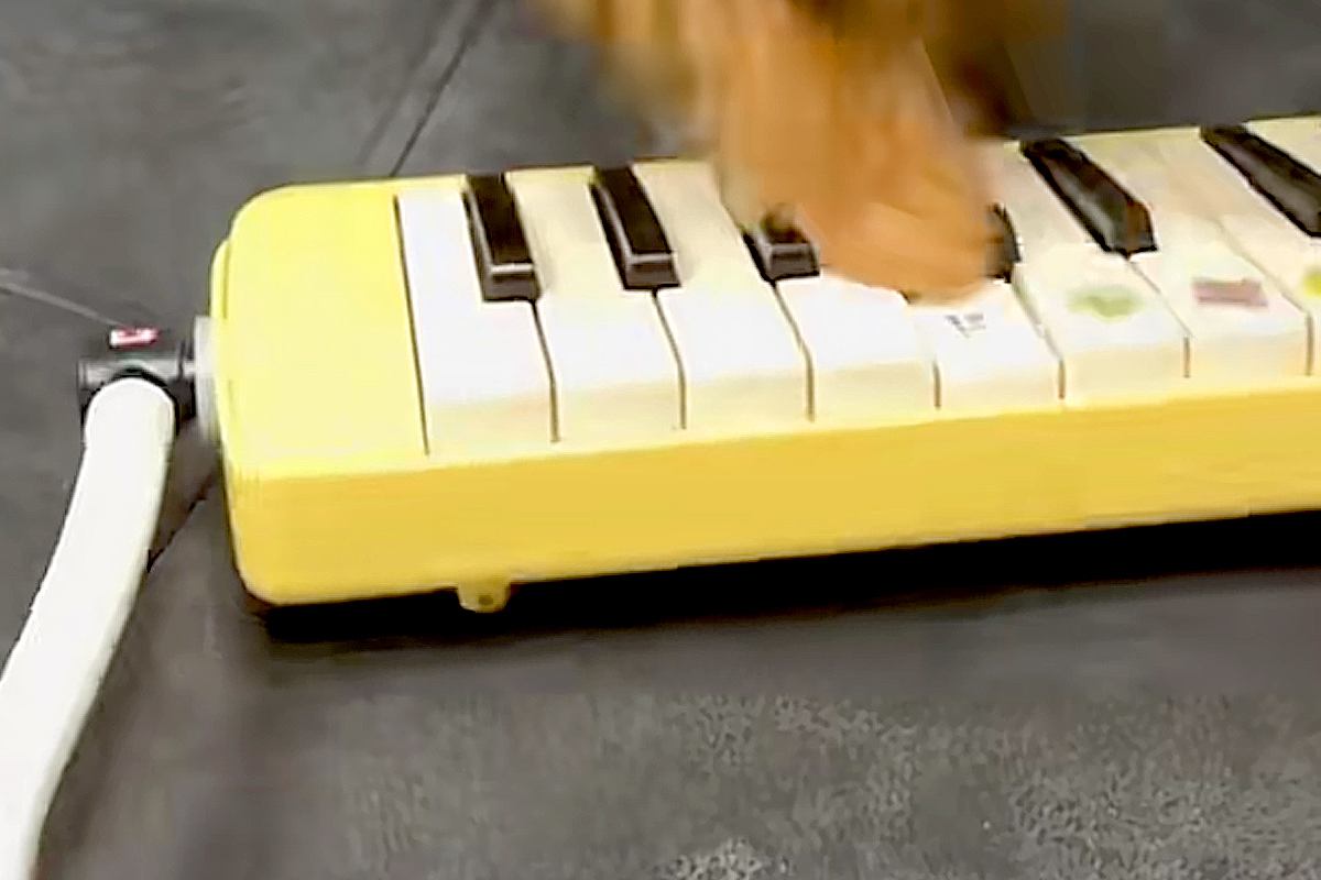 子犬の前で『鍵盤ハーモニカ』に息を吹きかけてみた結果→もはやピアニスト？まさかの演奏が100万再生「天才現る」「終わる頃には酸欠ｗｗ」