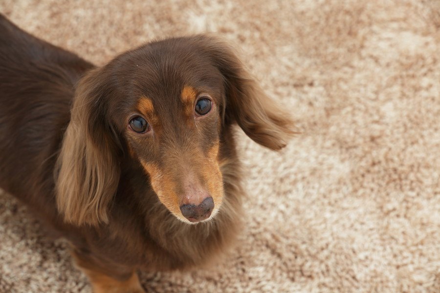 犬が特定の人にうれしょんをする原因と対処法