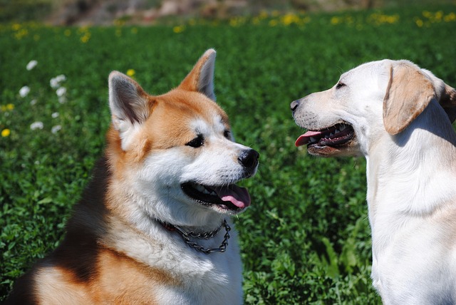 秋田犬のしつけ方法について