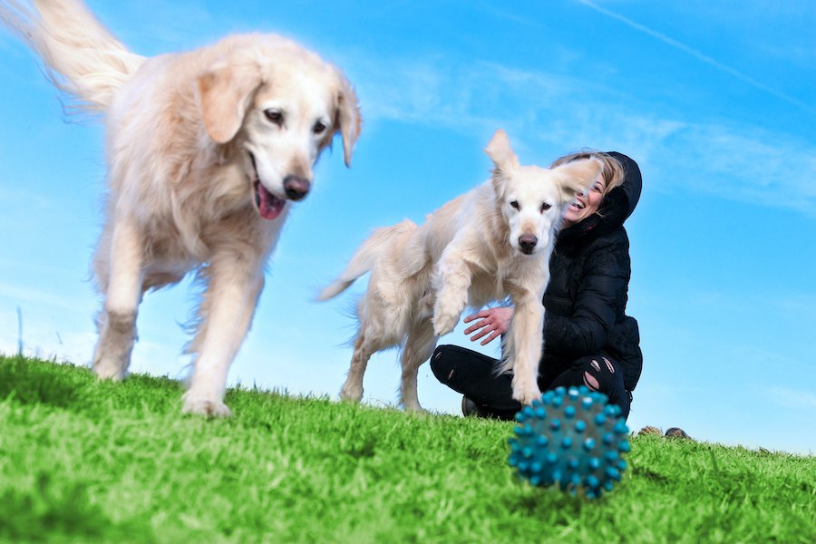 やってみよう！犬のモチベーションをあげる方法３つ