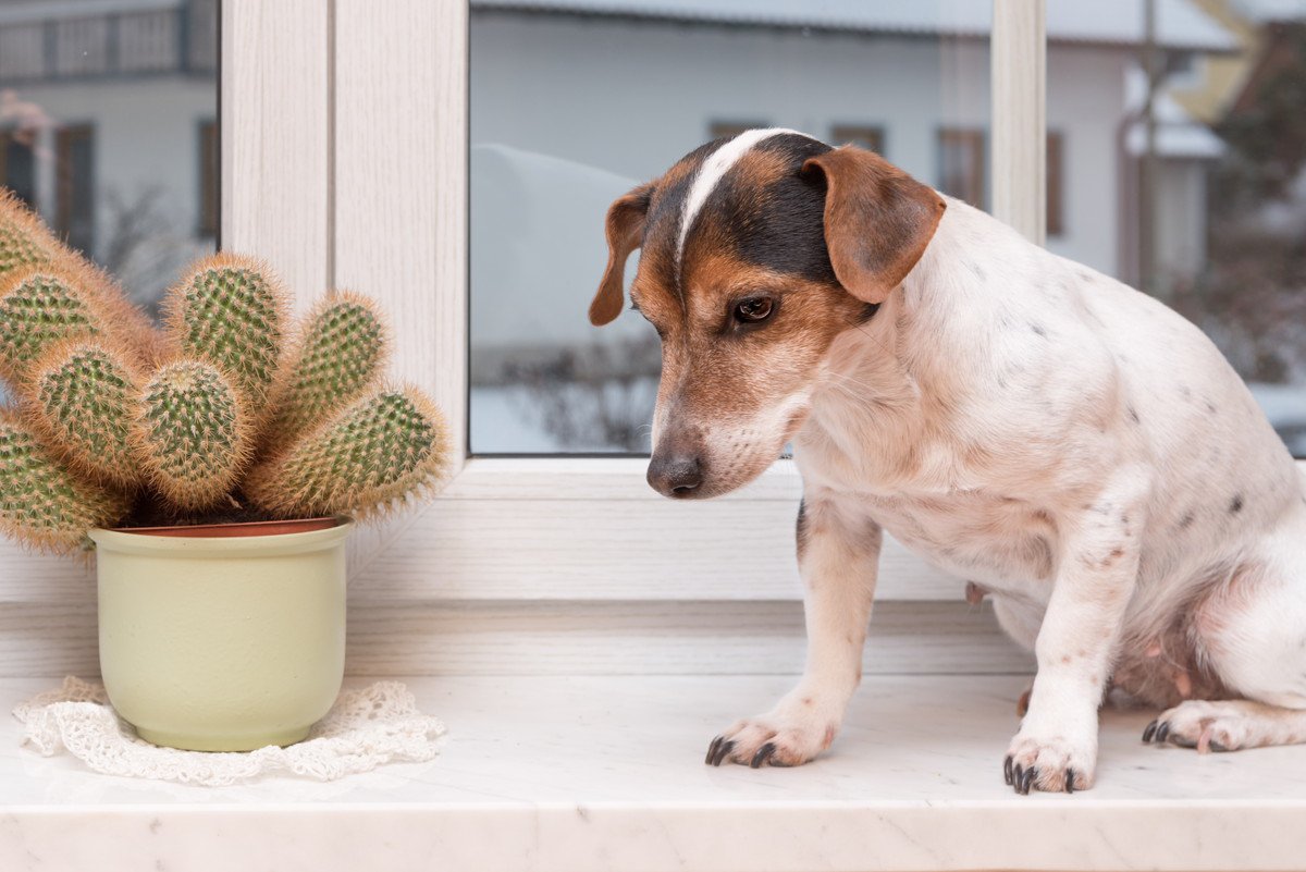 犬に絶対NGな『観葉植物』７選！死につながる危険な植物も