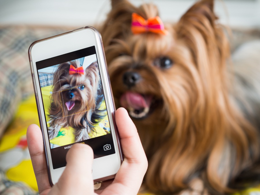 カメラ初心者でもうまく愛犬を撮りたい！iPhoneでの撮影方法やコツ