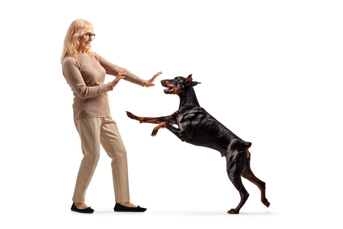 犬が飼い主に『体当たりする』心理4つ　謎行動の意味や止めてほしい場合の対応まで