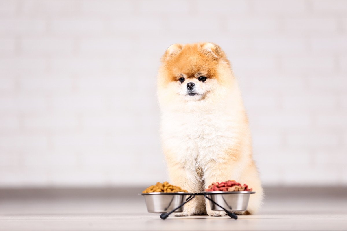 なぜ犬はご飯を好き嫌いするの？6つの理由と食いつきをよくする方法を解説