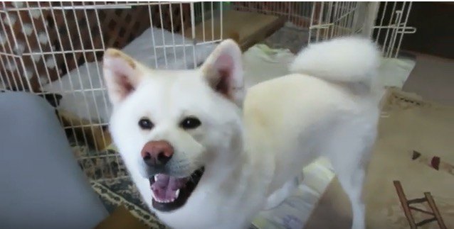 雨の日でも室内で楽しく遊ぶ秋田犬くんが激かわ♡