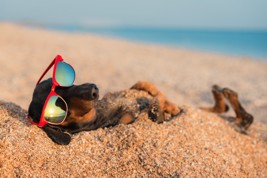 犬の夏のお留守番における絶対NG行為４つ