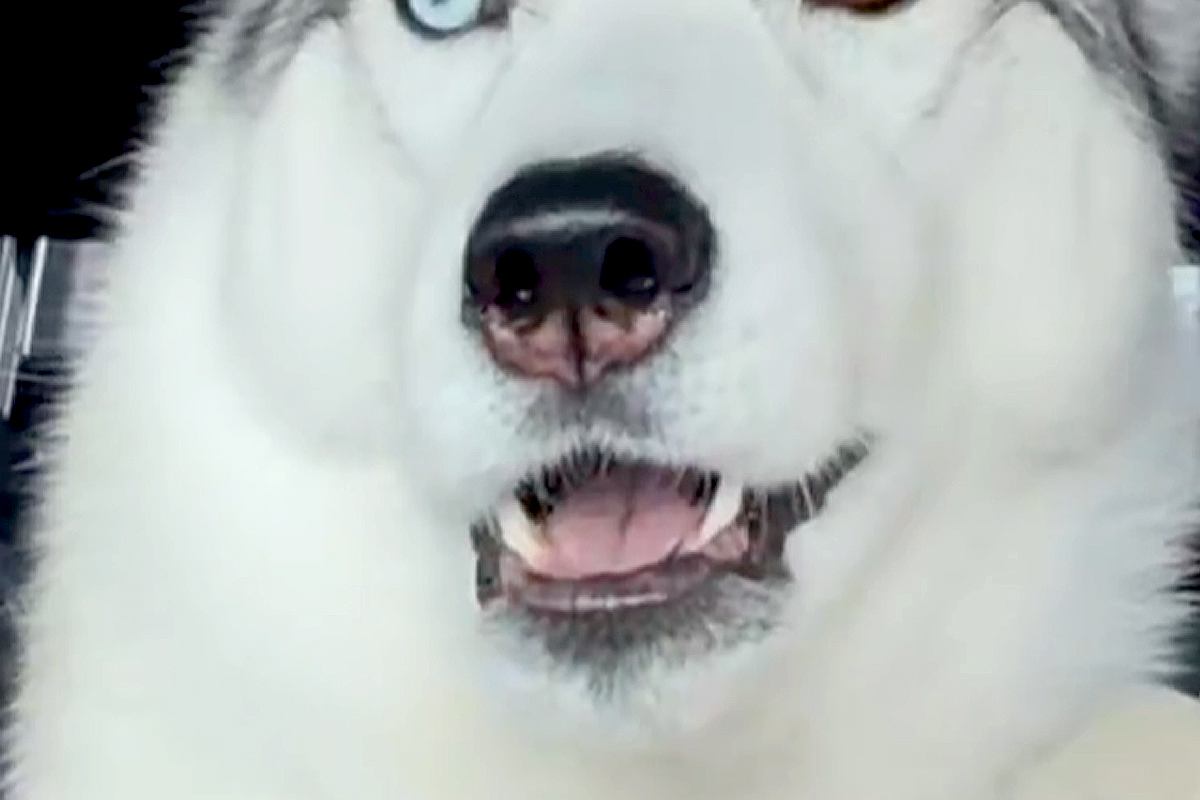 『車でお出かけ』と勘違いしている大型犬→行き先が『病院』と気付いた途端に…まさかの『表情と焦り方』に2万いいね「お喋りしてる」「声がｗ」