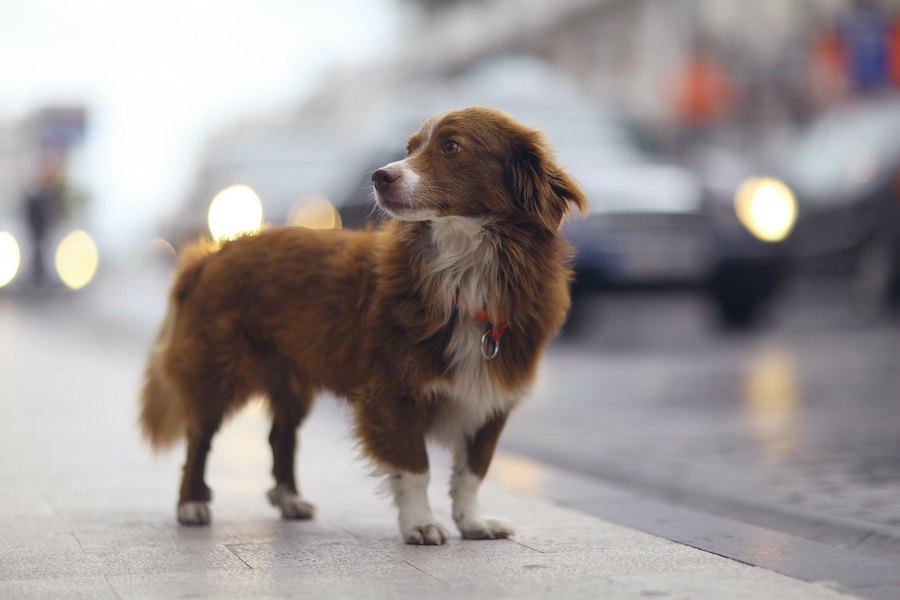 万が一に備えて！犬が迷子になった時に必ずするべきこと３選