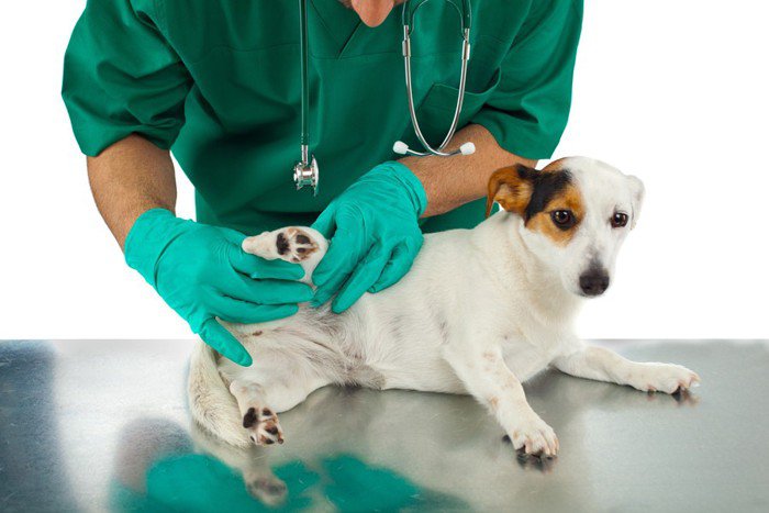 愛犬の足の痛み、手術後の回復を早めるヒミツ！「理学療法」ってなに？