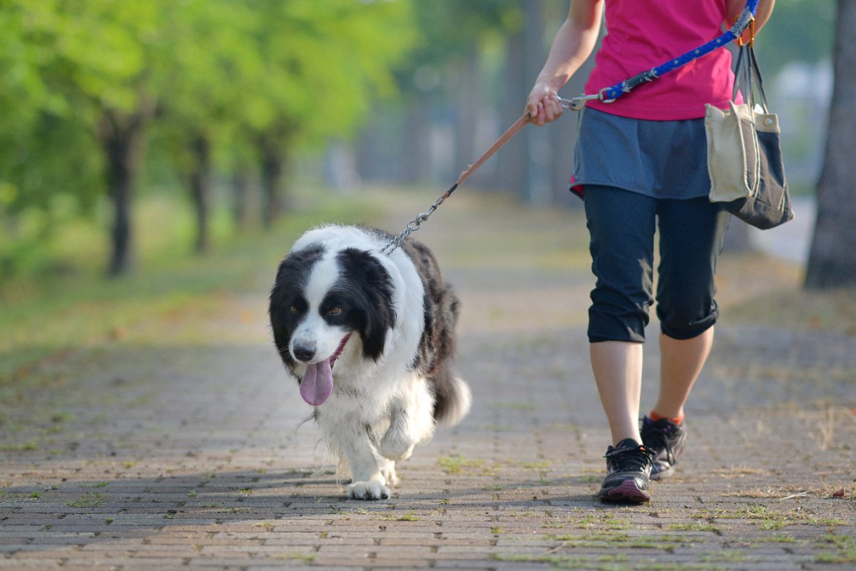 犬の散歩で行ってはいけない『絶対NGな場所』5選