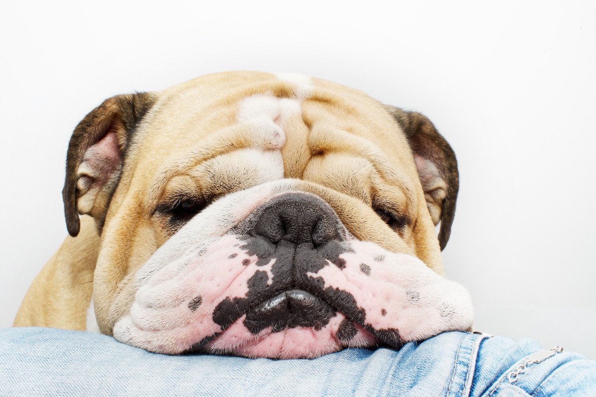 犬の『皮膚が伸びる』3つの理由　病気の可能性や注意すべきポイントまで
