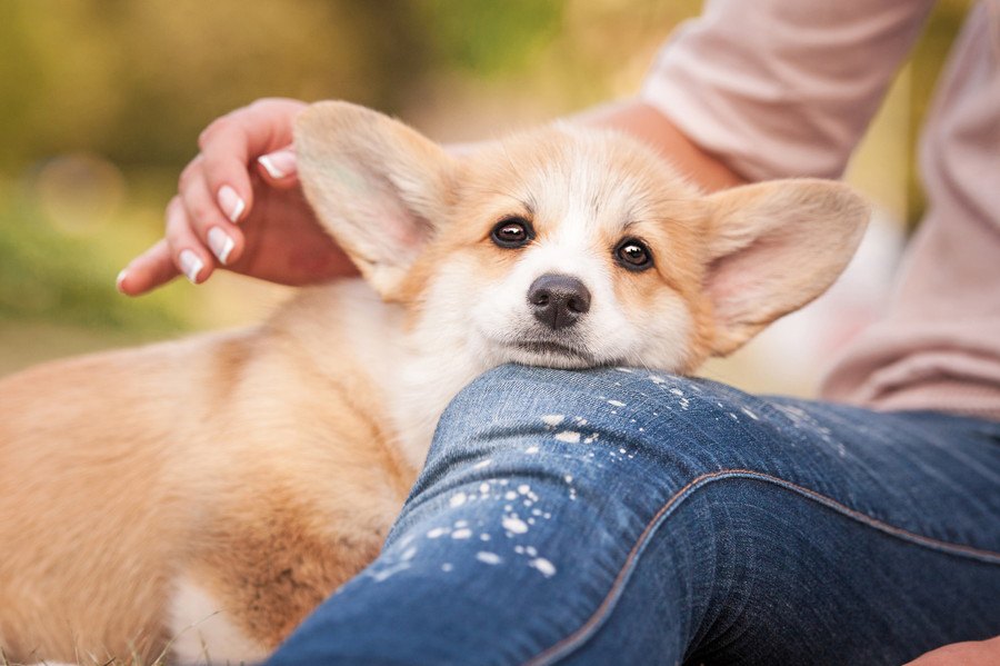 愛情表現？犬が飼い主の身体にあごを乗せる心理４つ