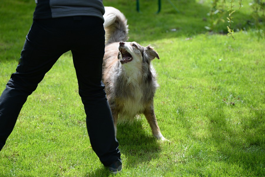 犬が人の周りをぐるぐる回る心理4つ