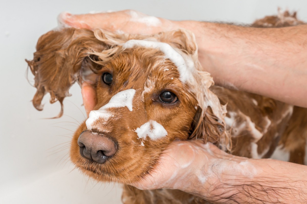 犬の体臭の原因と緩和する４つの方法