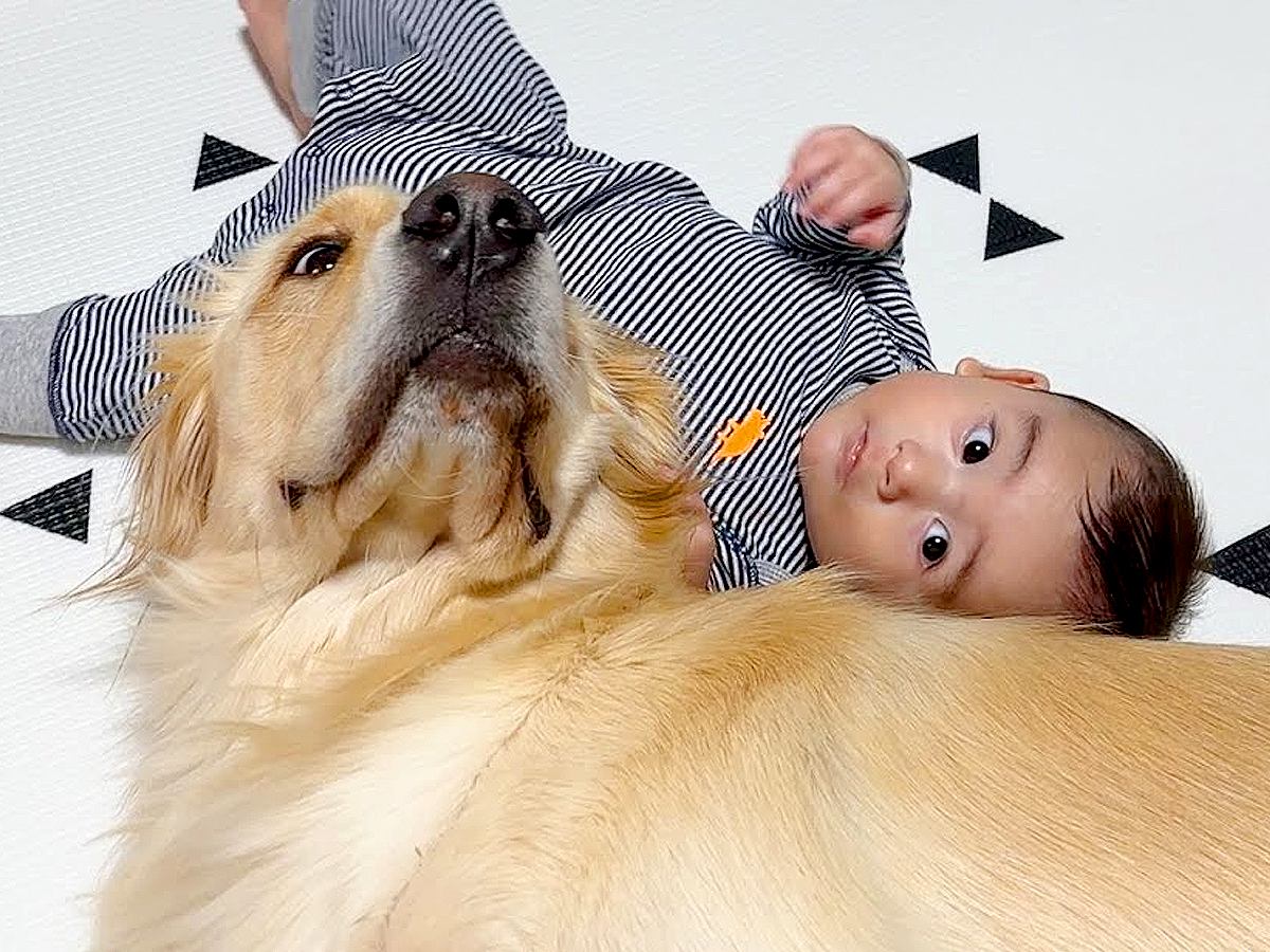 大型犬が『赤ちゃんと一緒に育てられた』結果…想像以上の『お兄ちゃんっぷり』が21万再生「ずっと離れないの優しい」「犬って最高」と感動