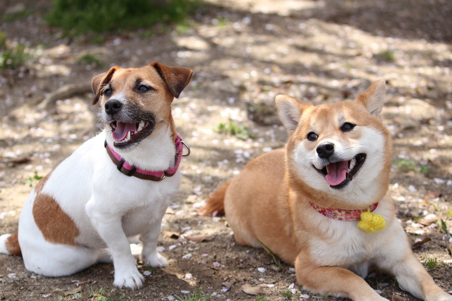 オス犬に多い病気とメス犬に多い病気