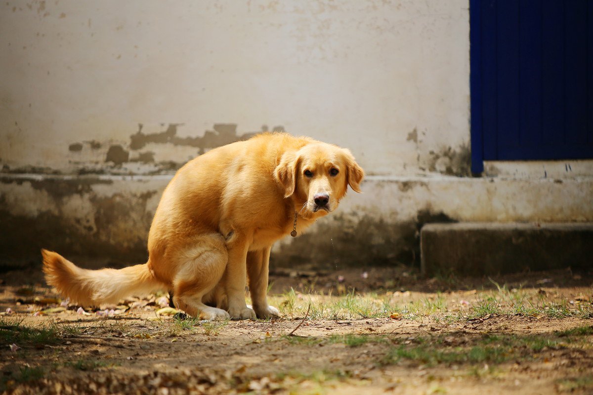 犬が『うんちをしているときに見つめてくる』心理4つ　何を考えてるの？正しい対応とは