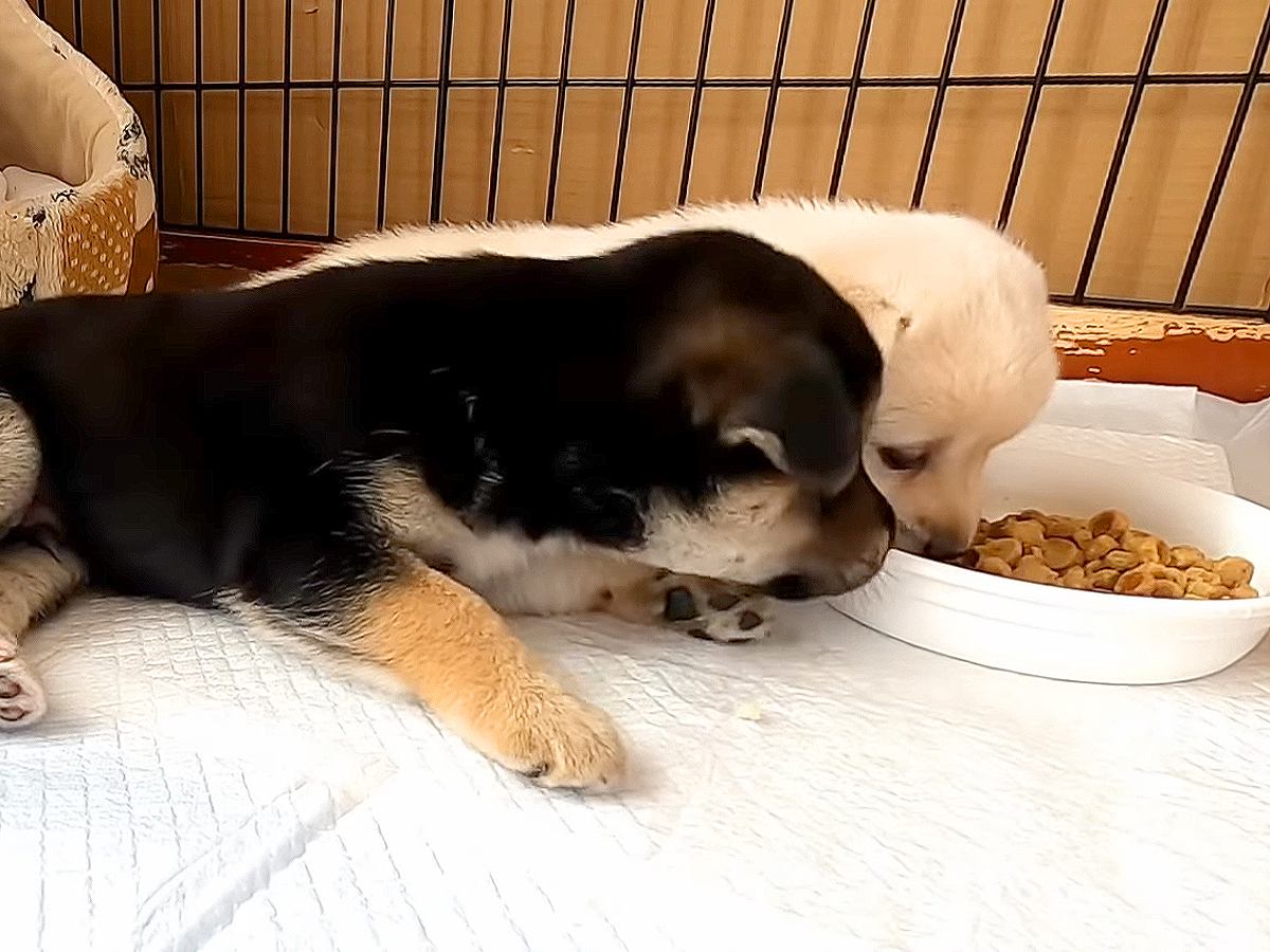 寝ている赤ちゃん犬の前に『ご飯』を出すと…まさかの"起床1秒で食べる光景"が58万再生「寝る子は育つ」「なんだか泣けてきた」の声