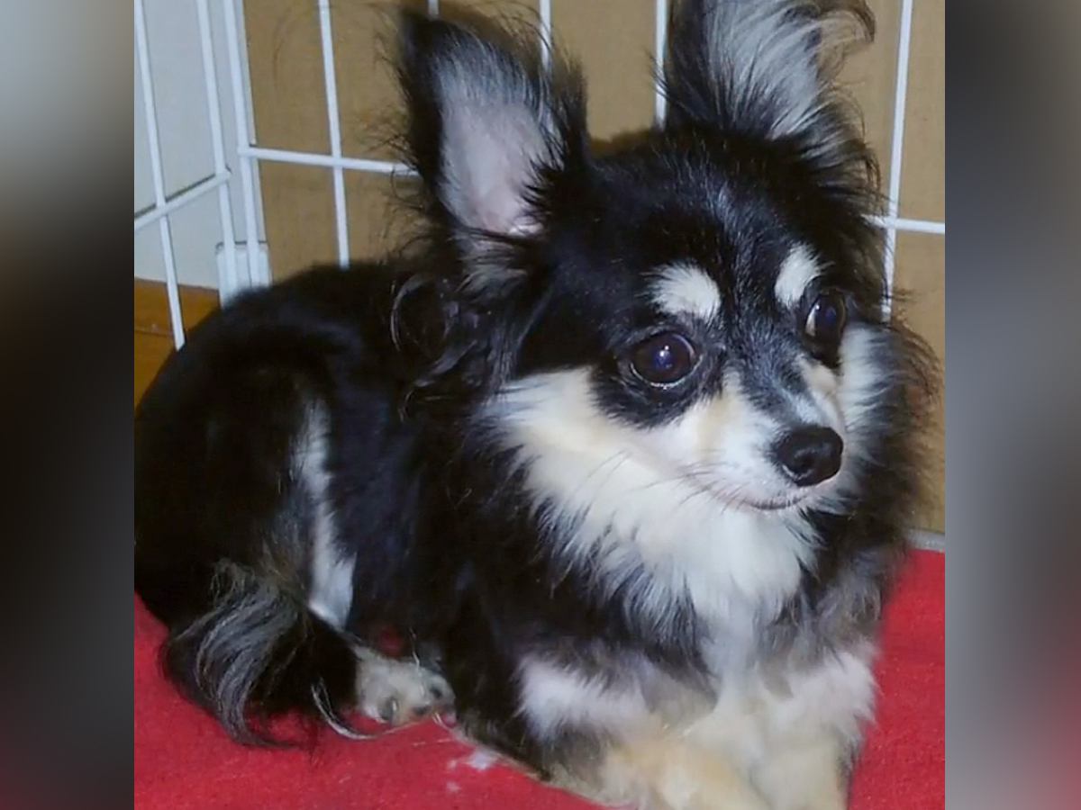 ケージから出ようとしない元繁殖犬…毎日『かわいいね』と話しかけた結果→感動的な『数年後の光景』に「なんて素敵な物語」「絆感じる」と絶賛