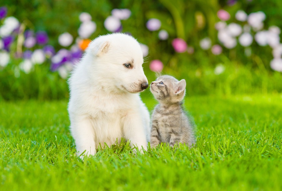 犬だって毛づくろいをする？猫との違いとその意味を紐解く