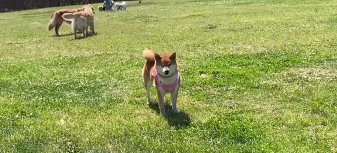 犬見知りの柴犬とドッグランに行ったら…「俺かと思った」「想像以上に自分と同じで笑った」ネット民からエール続々