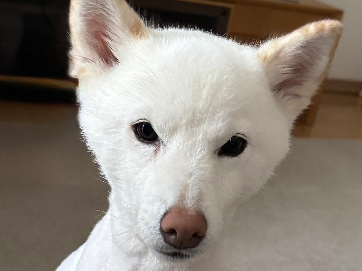 サマーカットをした犬→1ヵ月後…まるで別犬のような『驚きのビフォーアフター』に1万いいね「原状回復してて草」「笑い止まらんｗｗ」と爆笑