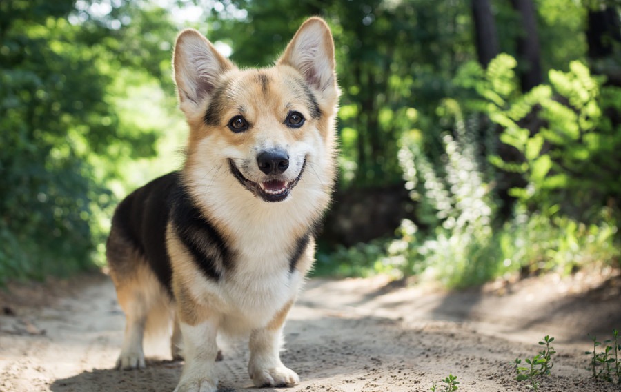 犬が持っている３つの欲求