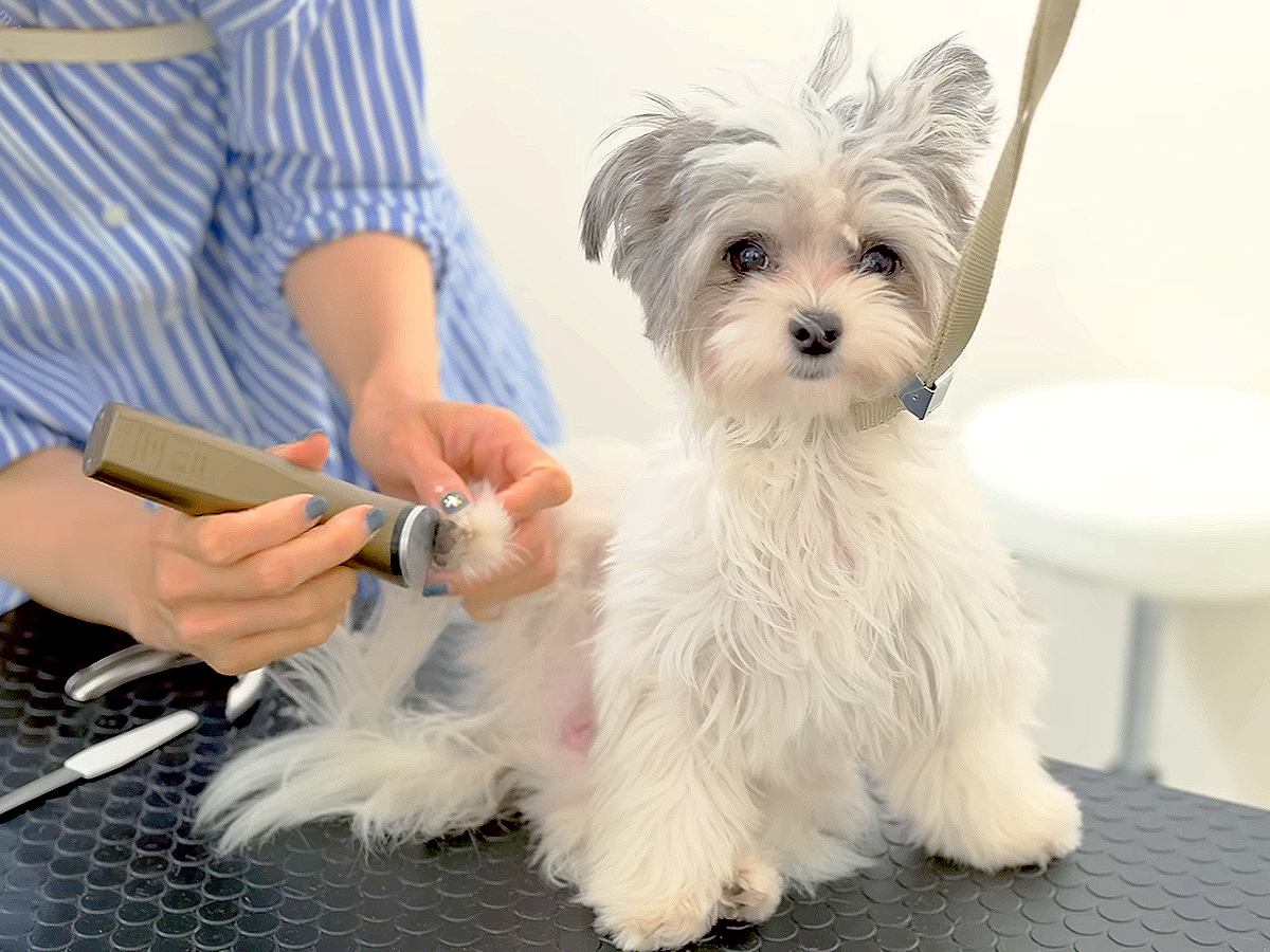 小型犬をトリミングしたら…信じられないほど可愛い『天使のようなお姿』が117万再生「なんてお利口なの」「抱きしめたい」海外からも絶賛