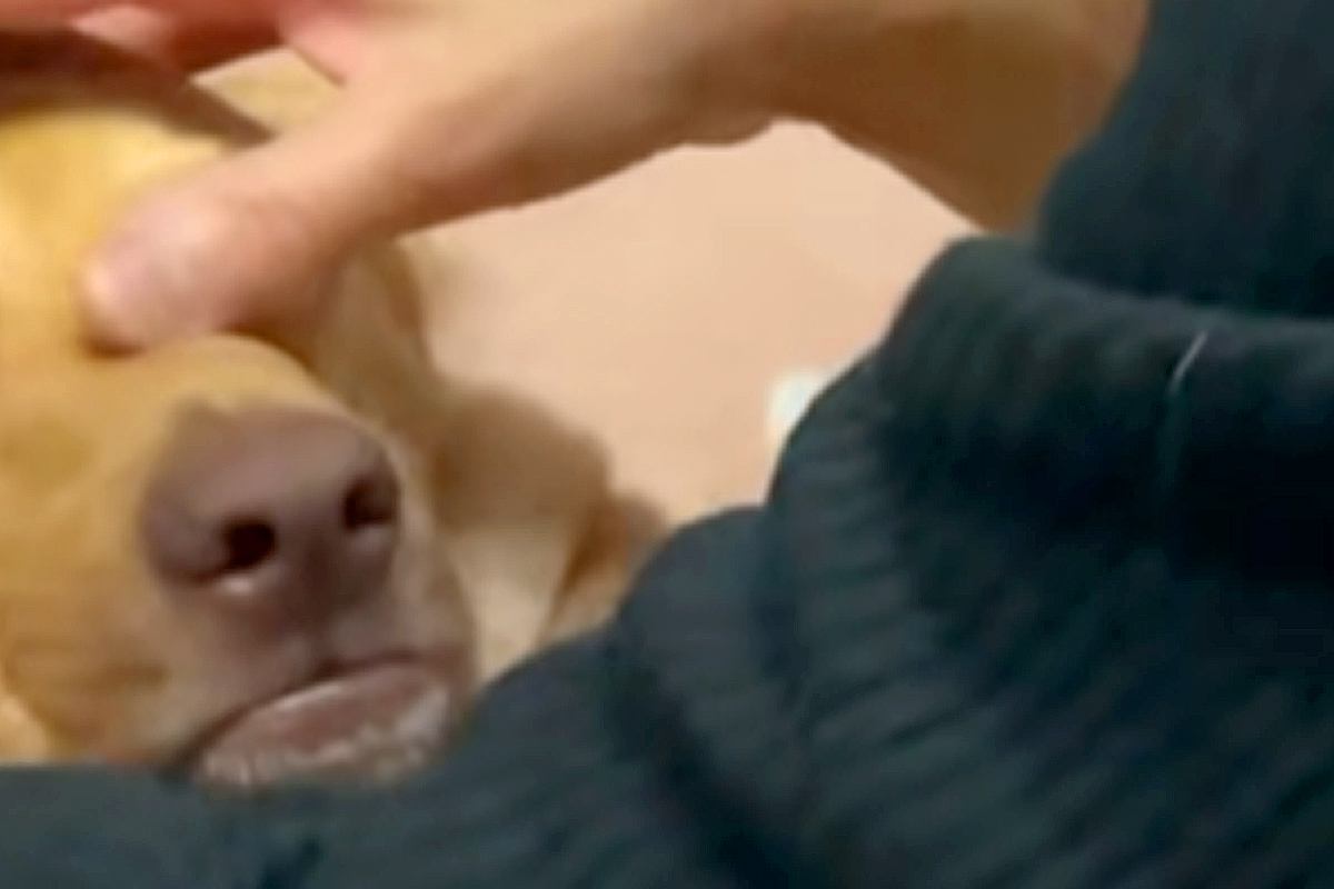 実家に帰省中、犬が『母に愛でられまくった』結果→気持ちよくて溶けてしまい、顔が…思わず笑う『表情』に反響「可愛さが爆発」「人間みたいｗ」