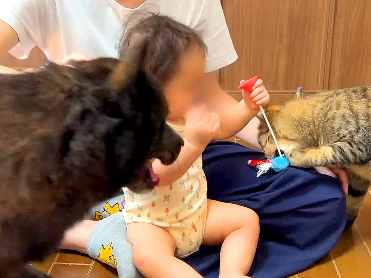 猫が赤ちゃんからおもちゃを奪った結果→それを見た犬が…まるで保護者のような『まさかの行動』が22万再生「健気すぎる」「第2のパパ」と絶賛