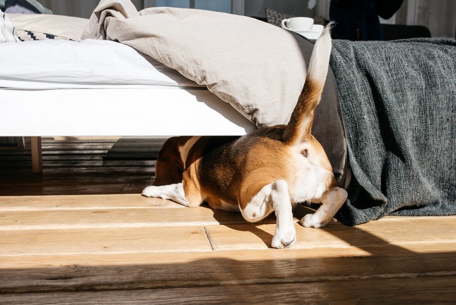 なぜ？犬が家具の下に潜り込むときの心理３つ