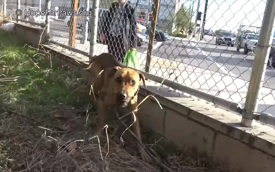 高速道路脇の茂みで孤独に暮らす犬。花子と名付けられた彼女のその後