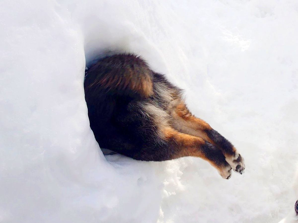 雪が降ったのでかまくらを作ったら、犬が…完全に想定外な『衝撃の光景』が187万表示の反響「見事な刺さりっぷりで草」「生えてる？ｗ」と爆笑