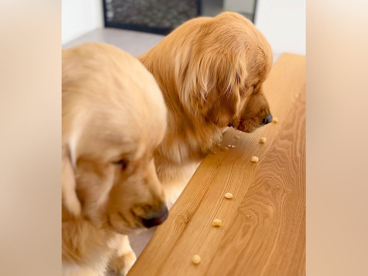 双子の大型犬→３個ずつおやつをあげようとしたら…まったく異なる『２匹の対応』に「どちらも愛おしい」「多頭飼いあるある」共感と絶賛の声