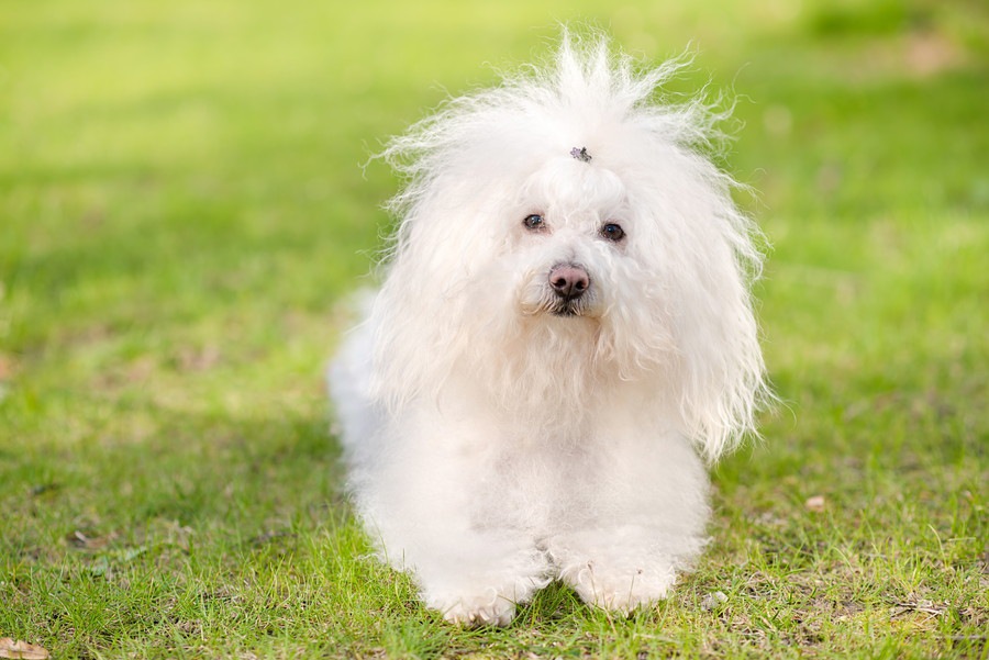 超小型犬3選！それぞれの特徴や飼う時の注意点まで