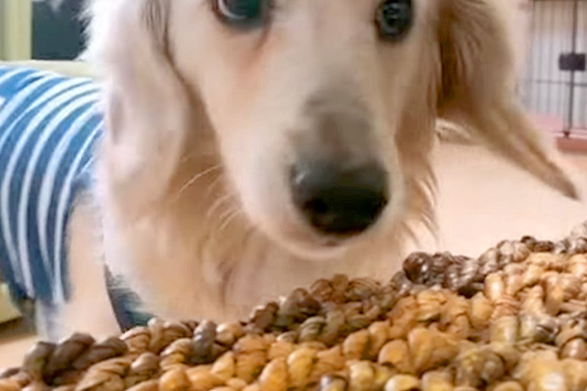 『2度も飼い主に捨てられた犬』"声がうるさい"と部屋に閉じ込められて…衝撃の半生と『涙の光景』が42万再生「ありがとう」「本当よかった」