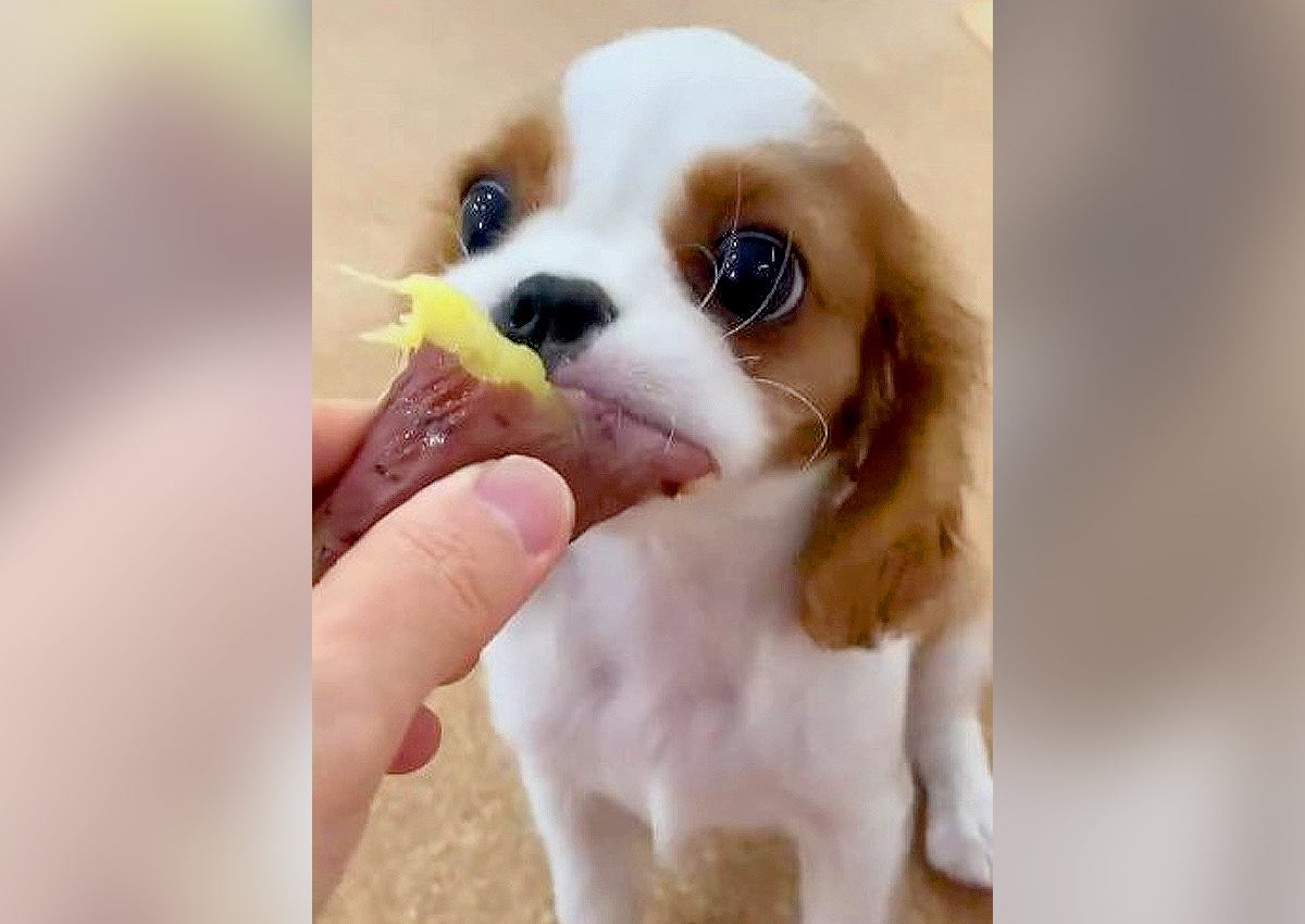 子犬に大好物の『芋』を食べさせた結果…一生懸命頬張る光景が可愛すぎると81万再生「幸せそう」「まさか飯テロされるとは」絶賛の声