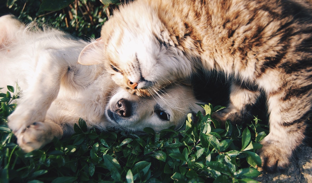 犬の血液は猫にも輸血可能！？