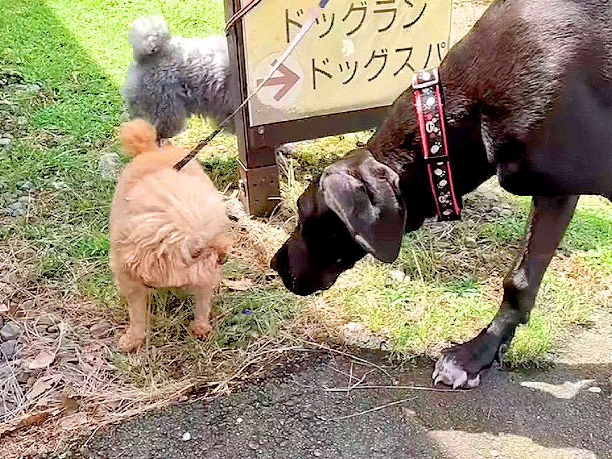 『超大型犬にイキってしまった小型犬』の末路…完全に想像通りな展開に爆笑の嵐「勇敢すぎて草」「まあ…そうなるよねｗ」と3万再生の反響