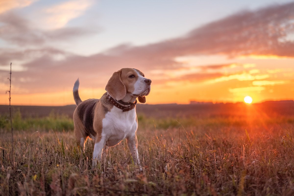 犬は『時間』が分かる？その5つの判別方法とは