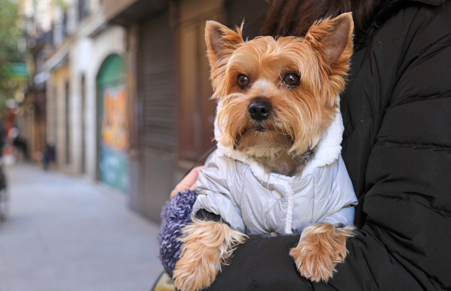 犬を飼っている人と飼っていない人の生活の違い４つ