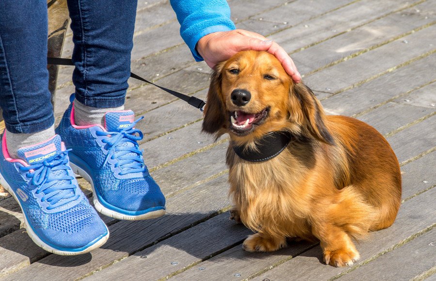 犬の体が汚れる原因５つ