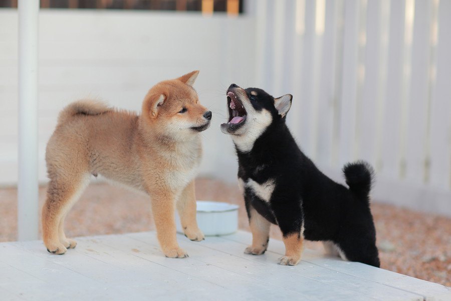 犬を一度飼うとまた飼いたくなる５つの理由