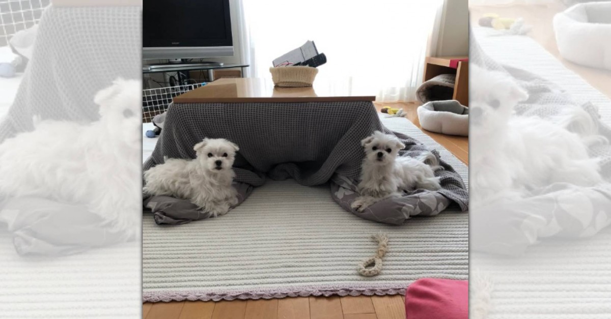 こんなに神聖なこたつを見たことある？！狛犬のようなマルチーズさんたちが話題