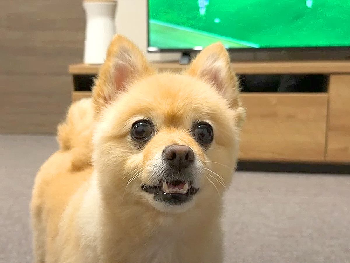 『一緒に寝たい犬』VS『サッカー見たい飼い主』…絶対に負けられない戦いの結末が10万再生「こっちの試合の方が盛り上がってるのではｗ」と爆笑の声