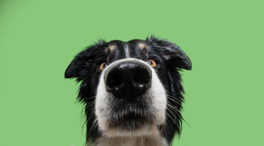 犬が飼い主の『股のニオイ』を嗅ぐ心理4選　やめてほしい場合の適切な対応まで解説
